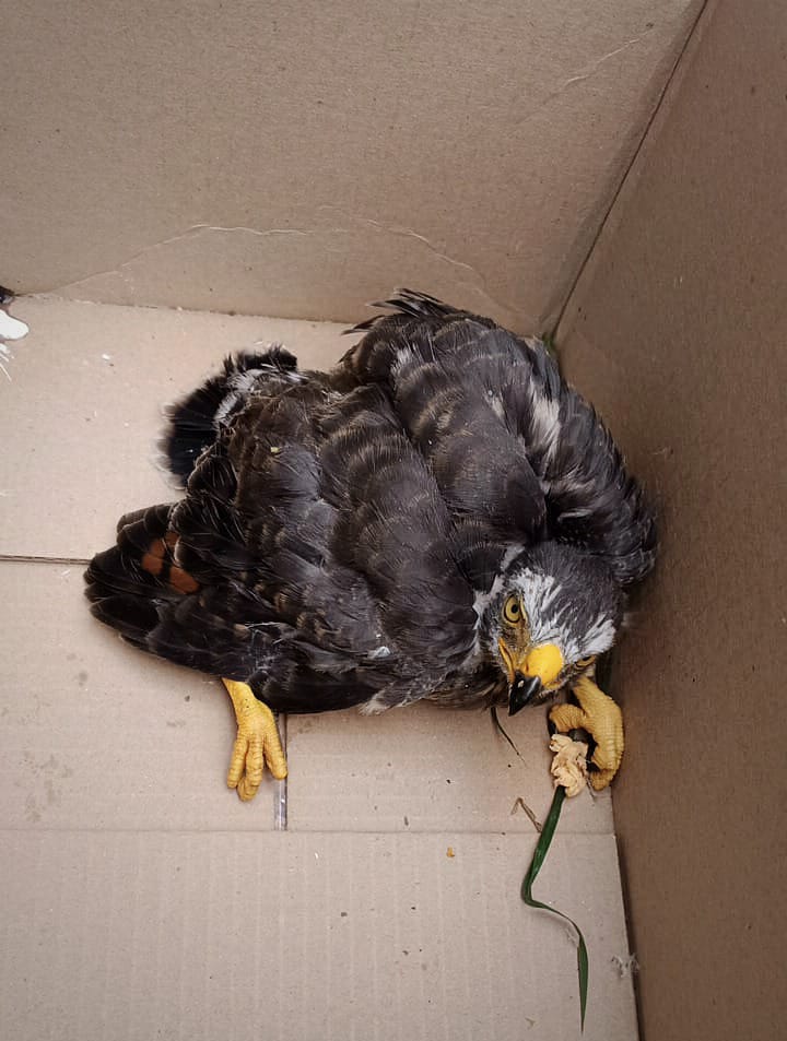 Cortolima rescata cría de gavilán extraviado y le brindó atención veterinaria