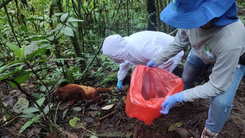 Cortolima desmiente falsos informes sobre muerte de decenas de monos en Planadas