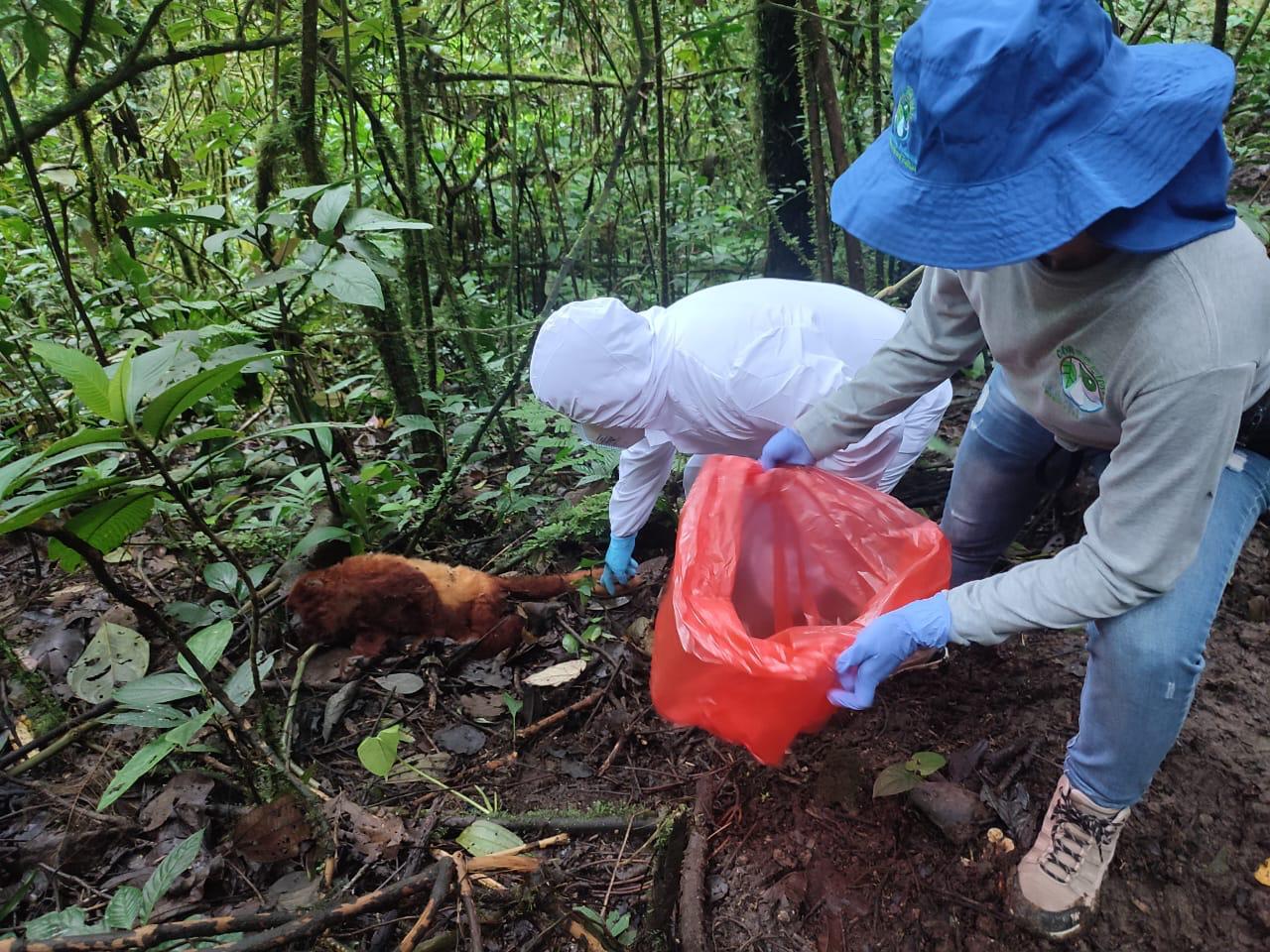 Cortolima desmiente falsos informes sobre muerte de decenas de monos en Planadas