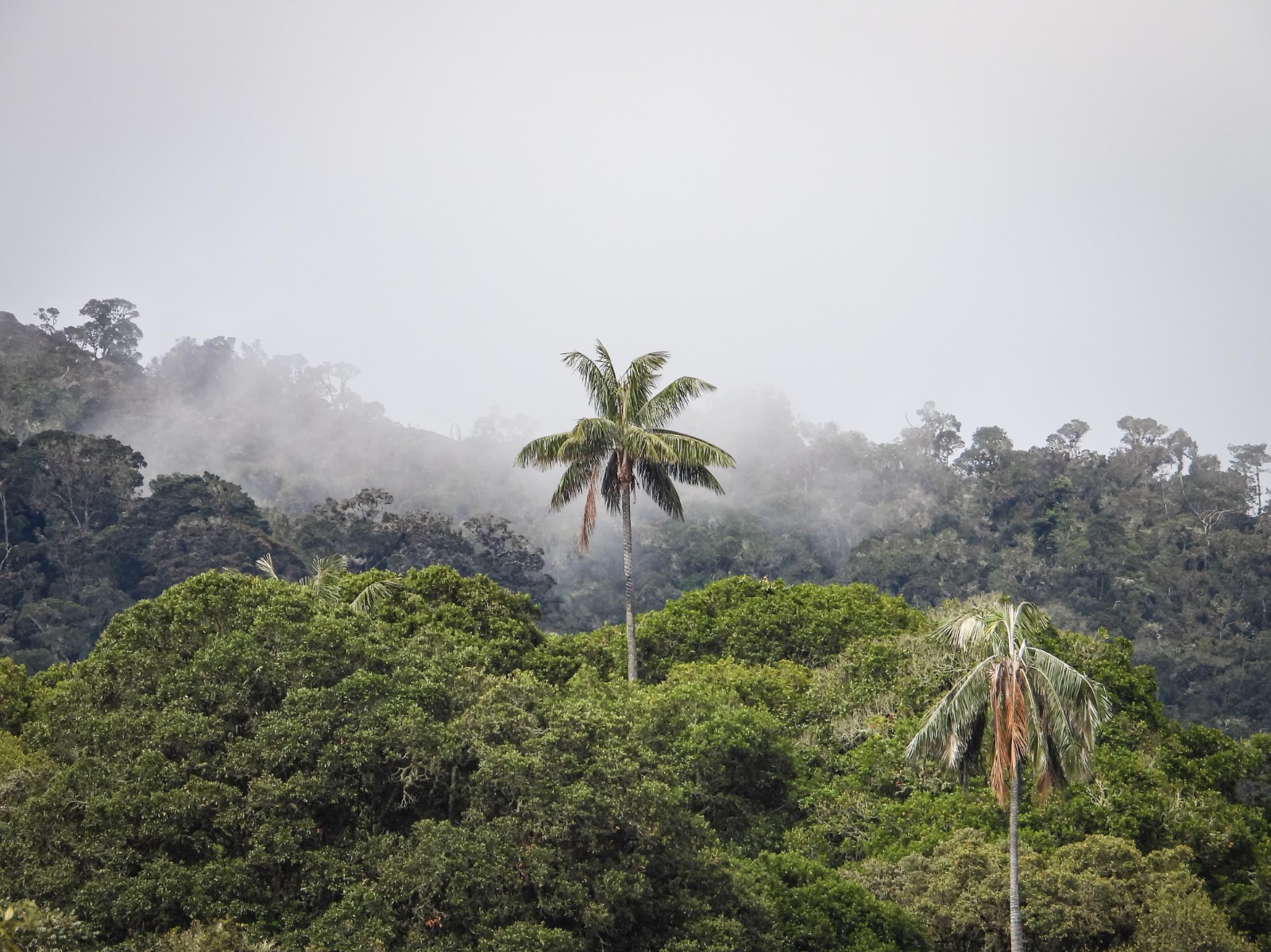 Tolima, un tesoro de biodiversidad protegido por Cortolima