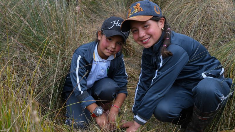 Corporaciones Autónomas Regionales impulsan la conservación de páramos con siembra de frailejones en Murillo