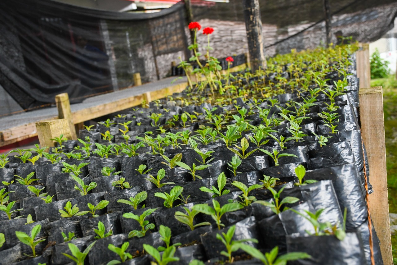 Cortolima invita a ciudadanos y alcaldías a solicitar sin costo las plántulas de especies nativas