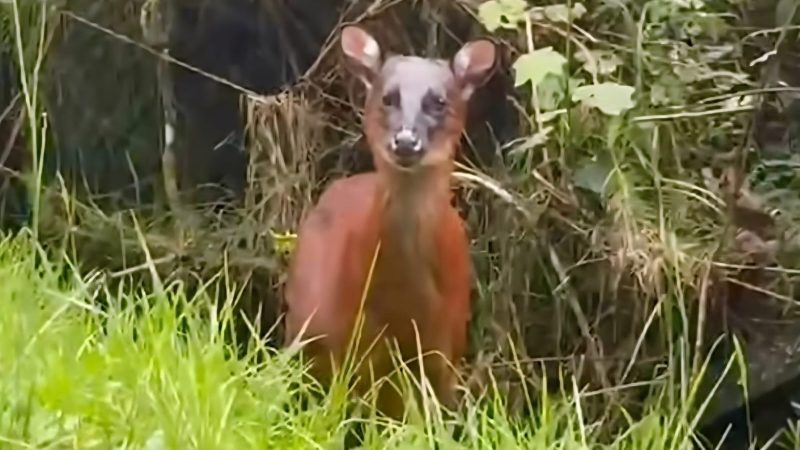 Cortolima destaca rol ecológico del venado rojo andino tras su sorprendente avistamiento al norte del Tolima