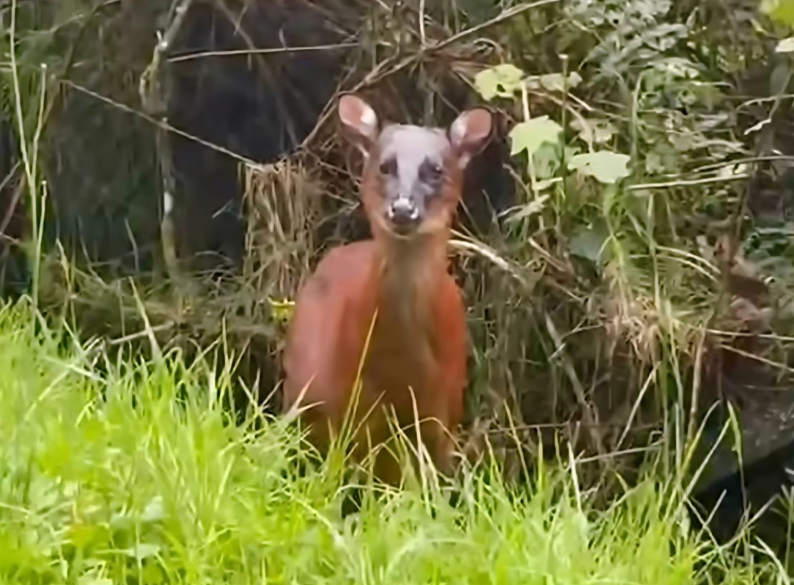 Cortolima destaca rol ecológico del venado rojo andino tras su sorprendente avistamiento al norte del Tolima