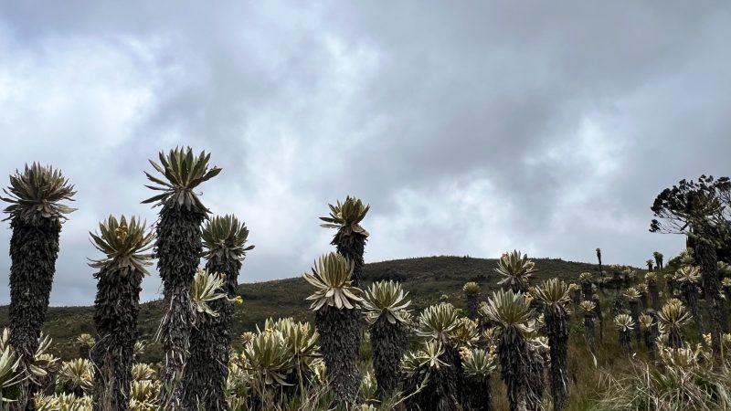 Cortolima con nuevo plan de manejo del Parque Natural Regional Anaime-Chilí