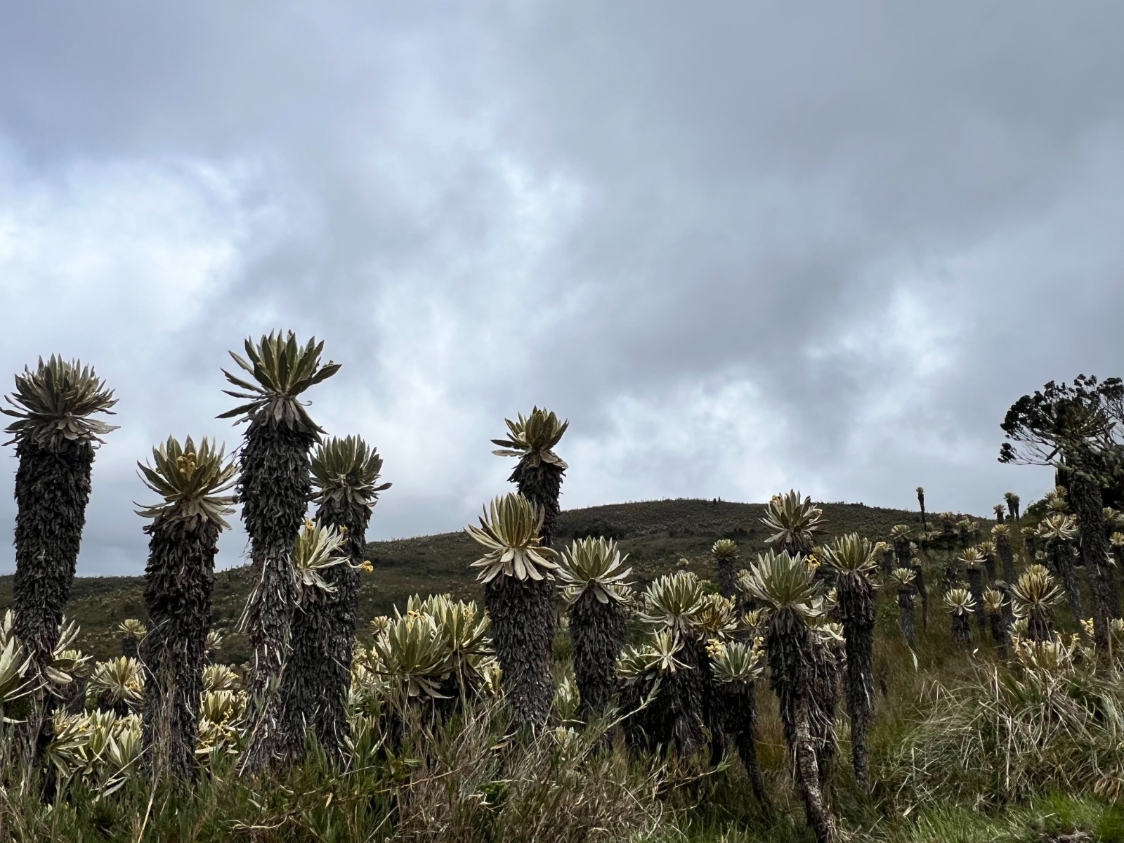 Cortolima con nuevo plan de manejo del Parque Natural Regional Anaime-Chilí