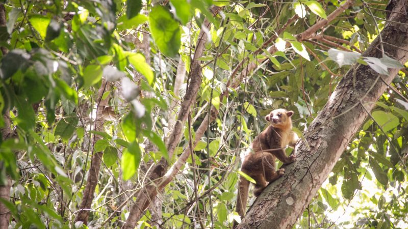 Cortolima invita a todos a proteger y ayudar a la fauna silvestre por incendios forestales