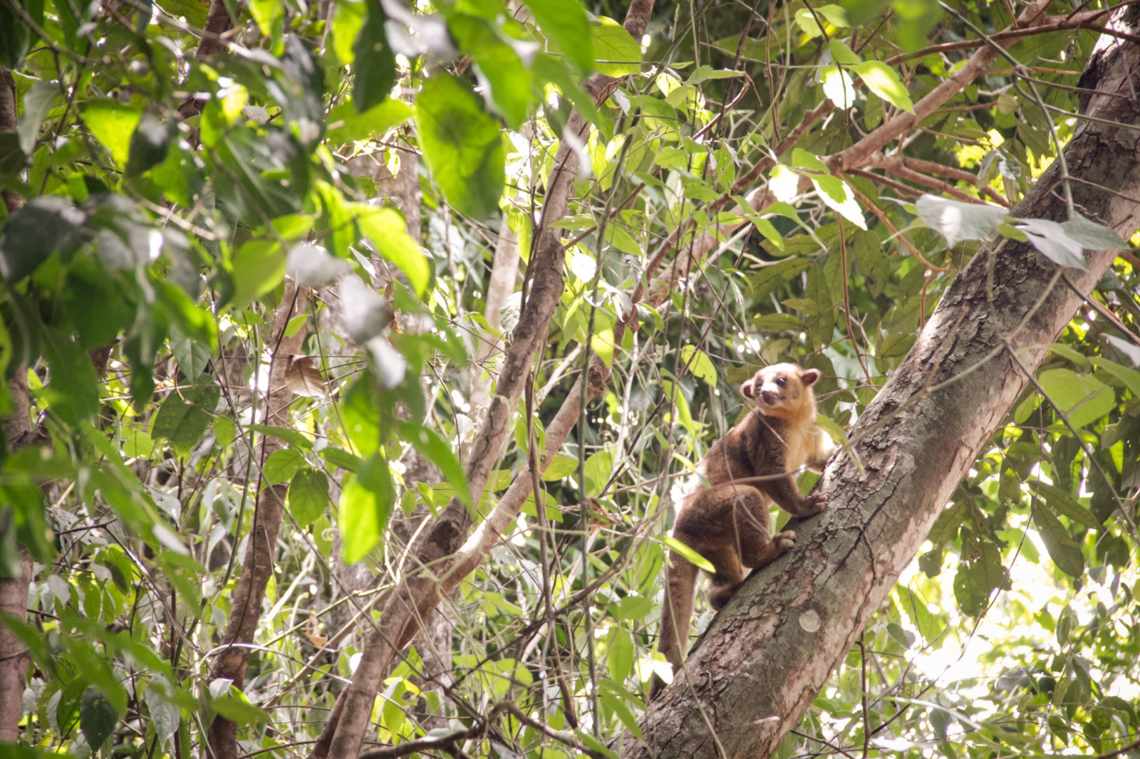 Cortolima invita a todos a proteger y ayudar a la fauna silvestre por incendios forestales