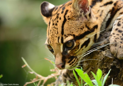 Cortolima invita a todos a proteger y ayudar a la fauna silvestre por incendios forestales